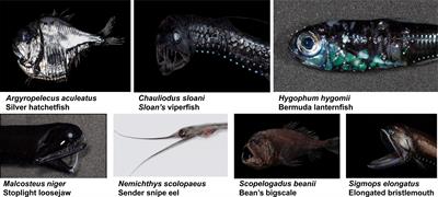 Metabarcoding and morphological analysis of diets of mesopelagic fishes in the NW Atlantic Slope Water